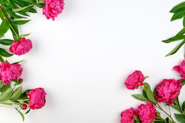 blooming red peonies and green leaves