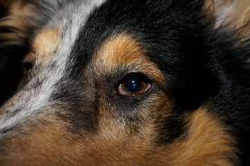 eye from a collie dog