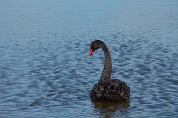 Fototapeta premium Cygne noir 2