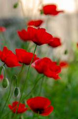 Field of poppies