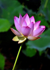 Fototapeta premium A lotus flower in full bloom.