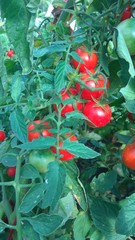 Cherry tomatoes. Bright red ripe tomatoes fruit, covered with green leaves of the plant. Grow on a Bush in a greenhouse