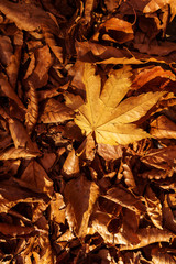 Background dry leaves lie on the ground on autumn season  (fallen leaves)