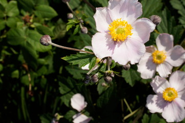 white flowers in the garden