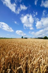 Getreidefeld im Sonnenlicht