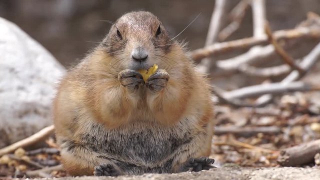 Perrito de la pradera gordo comiendo