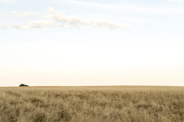 Sunny landscape of a wheat field