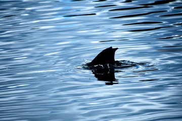 Water bird diving in the lake 