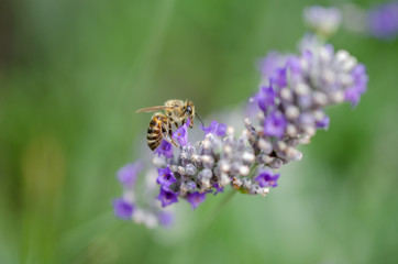 A bee on the  lavender flowers.