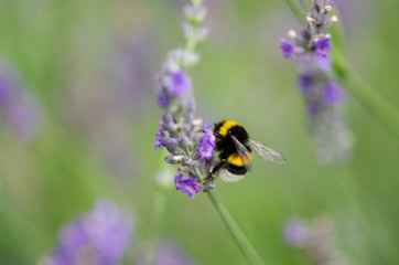 Bumblebee and lavender flowers.