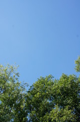 tree and blue sky