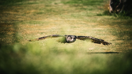 Adler