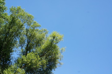 tree and blue sky