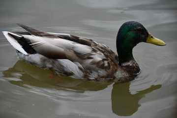 Duck in the lake water swimming 