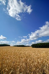 Wolkenspiel über ein reifes großes Getreidefeld