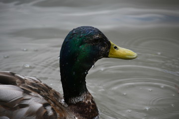 Duck in the lake water swimming 