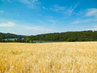 Landscape of oat field and Ostrzyckie lake, Wiezyca, Kashubian Region, Poland.