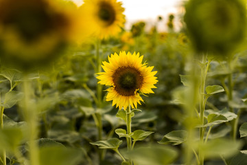 Sunflower in focus in a field