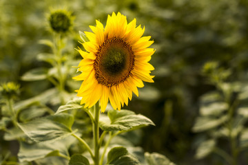 Close up sunflower with blurred background