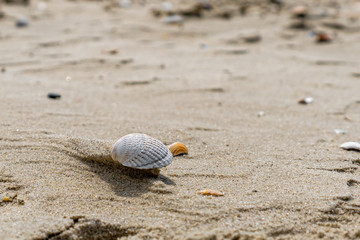 Weiße Muschel am Strand an der Nordsee