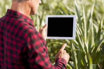 Mock-up agronomist with a tablet in a corn field