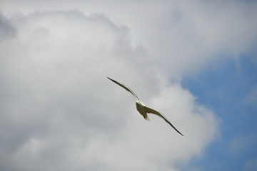 Flying bird