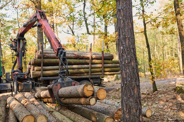 Forestry crane loading logs