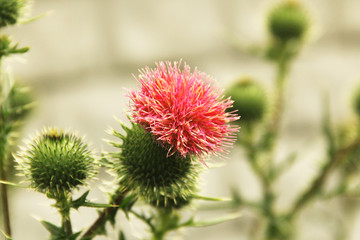 Pink flower in the garden close up