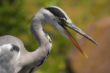 ritratto di Airone cenerino (Ardea cinerea) con becco aperto  su sfondo chiaro