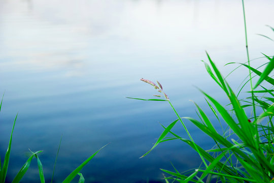 green grass on the background of the river