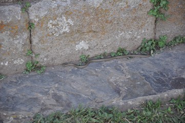Little snake among the stones and greenery