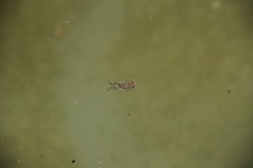 Little frog swimming in green water