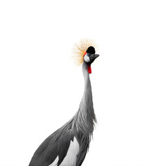 Fototapeta premium Crowned Crane isolated on a white background