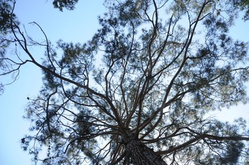 Pine branches, trunk and needles on a background of blue sky