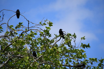 Black crows on resting on a tree