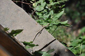 Gray-brown lizard on the edge of a stone surface among ivy leaves