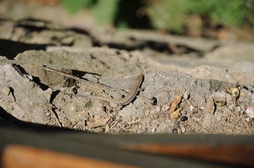 Gray-brown lizard and branches on the surface of the stone