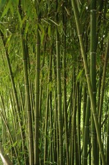 Wall of green bamboo stems