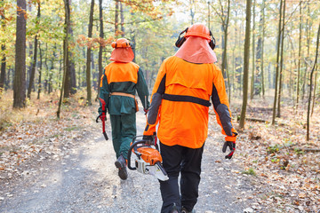 Forest workers in protective clothing and with chainsaw