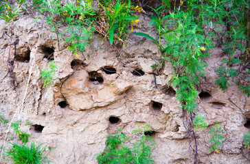 swallow's nest in the sand