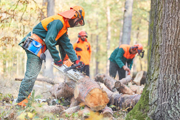 Group lumberjack in the forest saws logs - obrazy, fototapety, plakaty