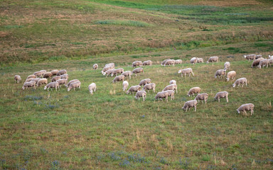 Obraz premium White sheep eating grass in the field by the forest. Domestic lamb outdoors in the valley. Animal farm. Farmer growing sheep for meat and wool