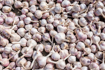 background of garlic