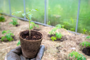 Male farmer holding organic pot with tomato plant before planting in into the soil. Man prepares to plant little tomato plant into ground