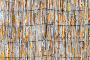 abstract background with reeds, background texture