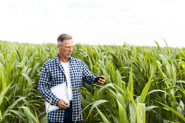 Naklejka na ściany i meble Man taking a selfie in a cornfield