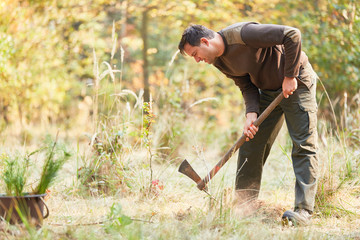 Forester digs a planting hole in the forest