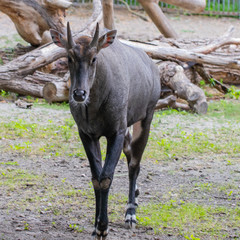 Nilgai (Boselaphus tragocamelus), also known as the nilgau or blue bull in zoo