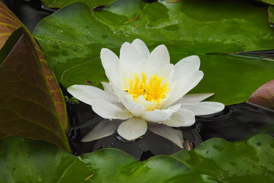 fiore di Ninfea bianca (Nymphaea alba) nello stagno con riflesso