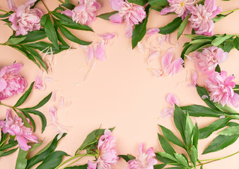 blooming pink peony buds on a peach background